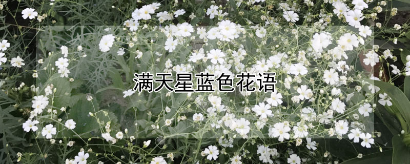 滿天星藍色花語