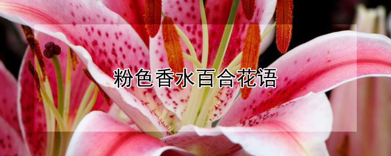 粉色香水百合花語(yǔ)