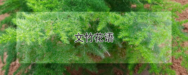 文竹花語(yǔ)