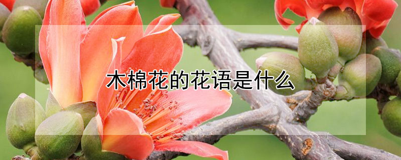 木棉花的花語是什么