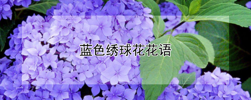 藍色繡球花花語