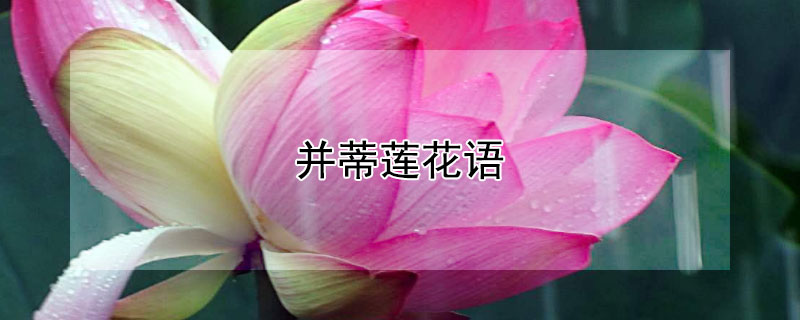 并蒂蓮花語