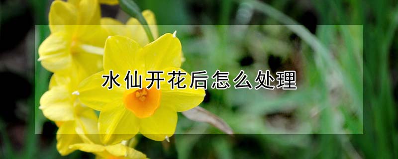 水仙開花后怎么處理