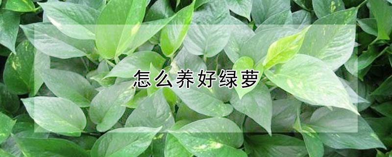 怎么養好綠蘿