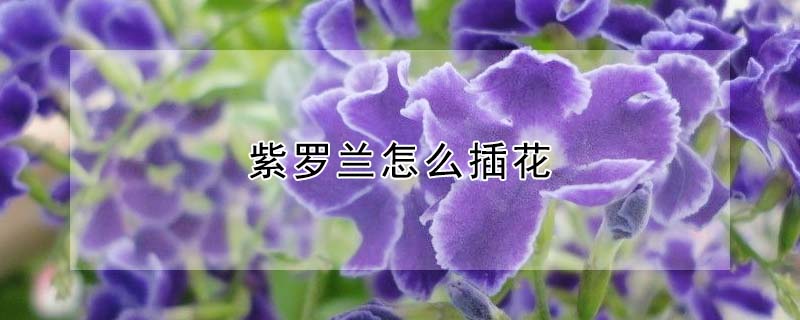 紫羅蘭怎么插花