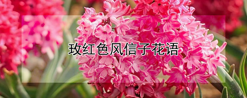 玫紅色風信子花語