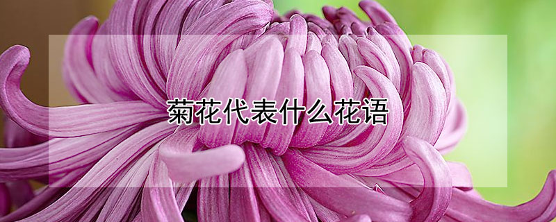 菊花代表什么花語