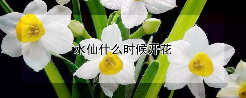 水仙什么時候開花