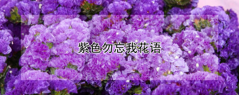 紫色勿忘我花語(yǔ)