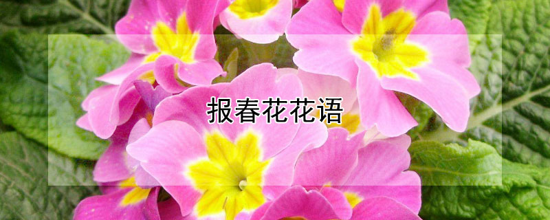 報(bào)春花花語(yǔ)