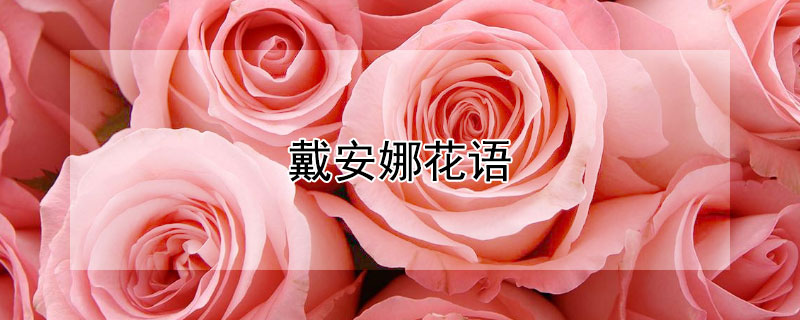 戴安娜花語(yǔ)