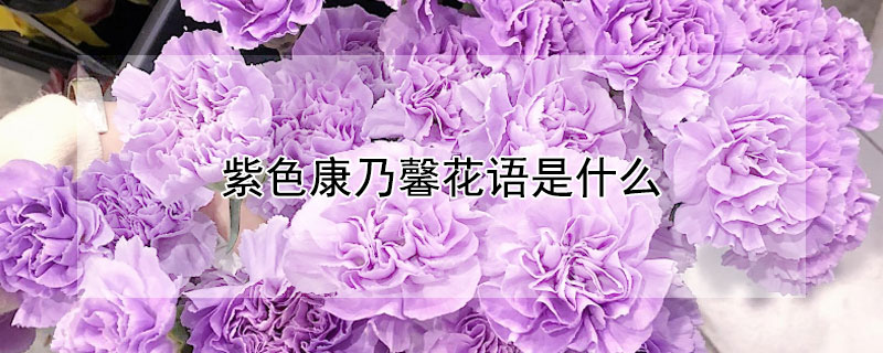 紫色康乃馨花語(yǔ)是什么