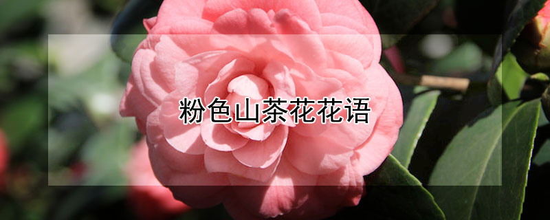 粉色山茶花花語(yǔ)