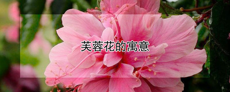 芙蓉花的寓意