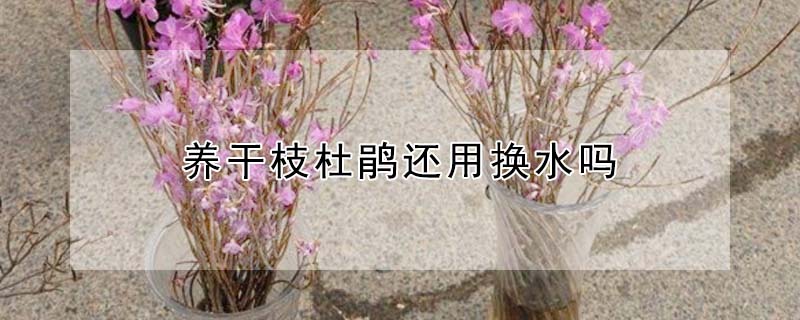 養(yǎng)干枝杜鵑還用換水嗎