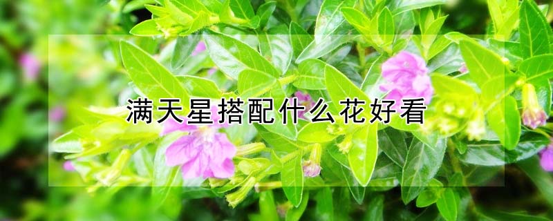 滿天星搭配什么花好看