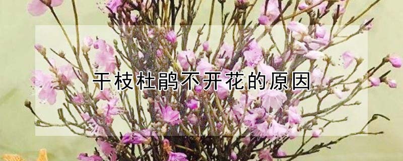 干枝杜鵑不開花的原因