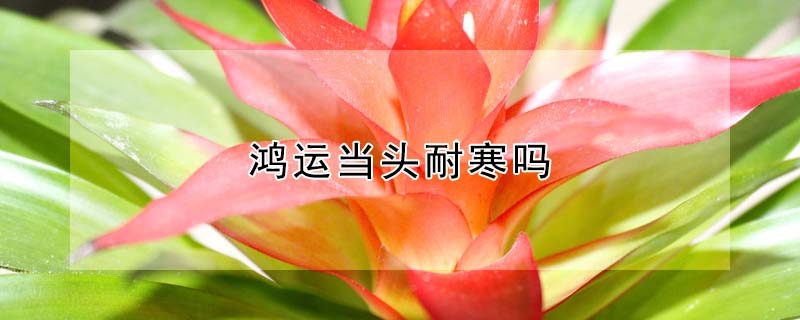 鴻運(yùn)當(dāng)頭耐寒嗎