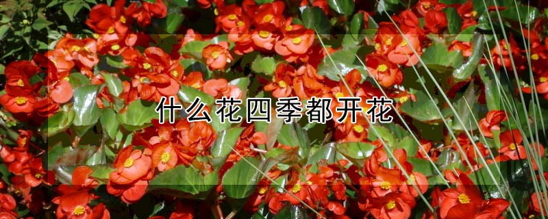 什么花四季都開花