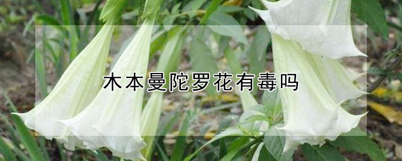 木本曼陀羅花有毒嗎