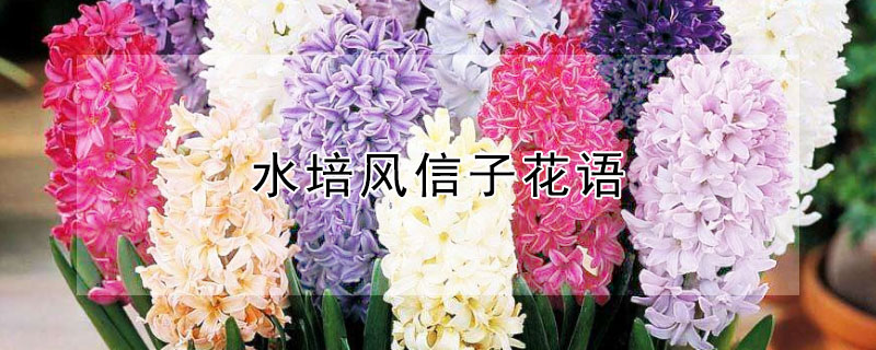 水培風信子花語