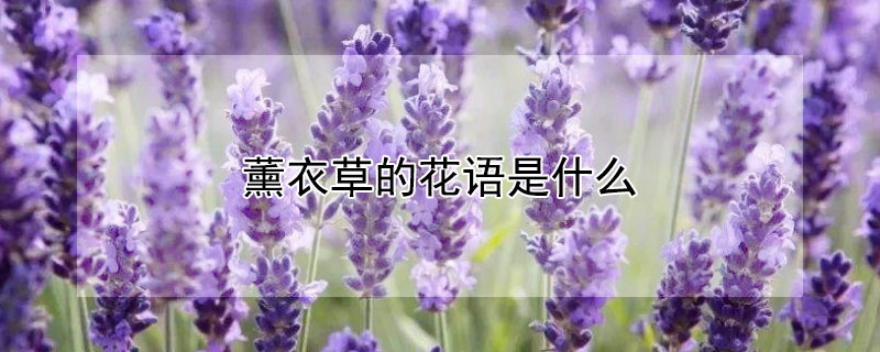 薰衣草的花語是什么