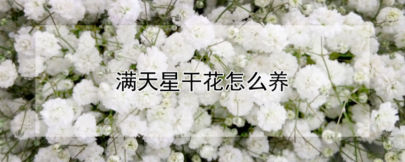 滿天星干花怎么養(yǎng)