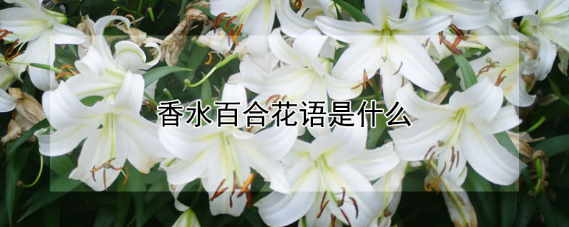 香水百合花語是什么