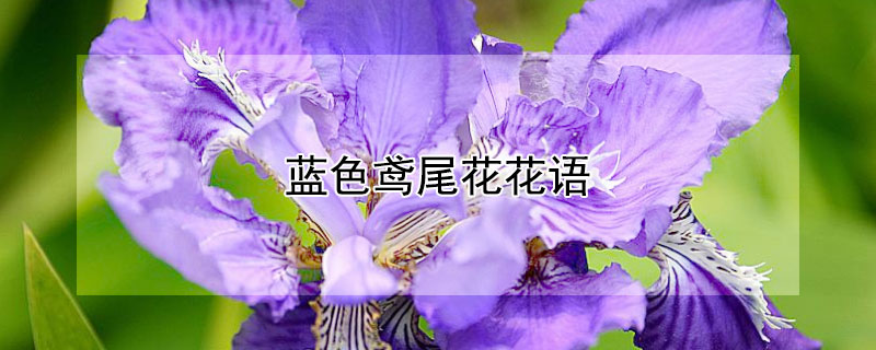 藍色鳶尾花花語