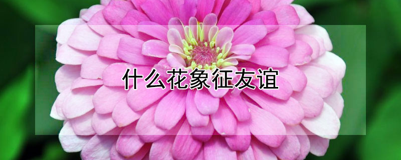 什么花象征友誼