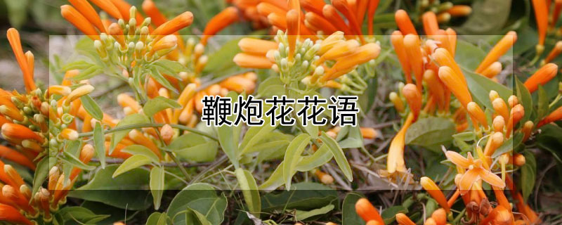 鞭炮花花語