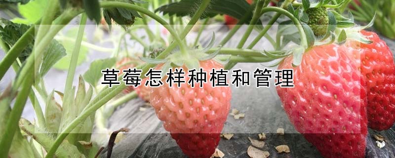 草莓怎樣種植和管理