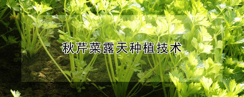 秋芹菜露天種植技術(shù)