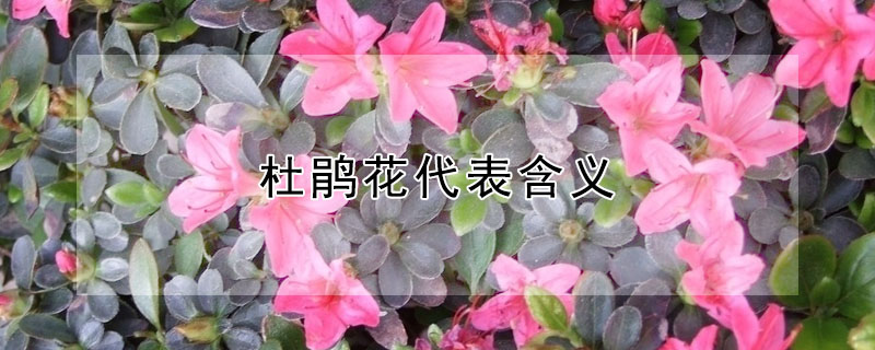 杜鵑花代表含義