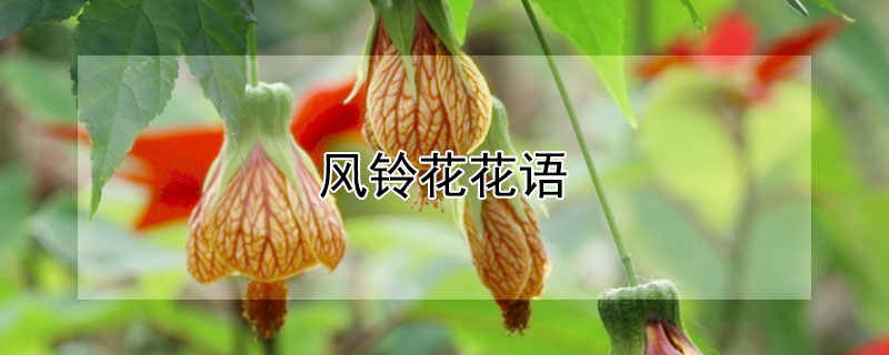 風(fēng)鈴花花語