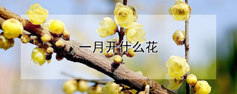 一月開什么花