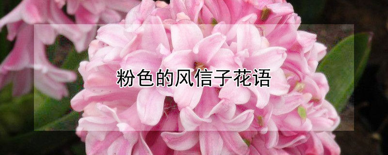 粉色的風(fēng)信子花語