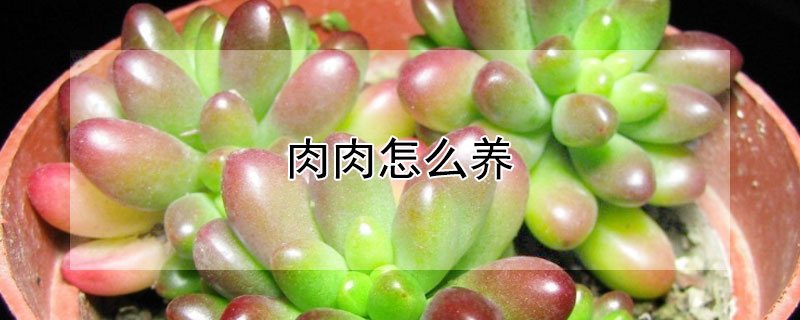 肉肉怎么養(yǎng)