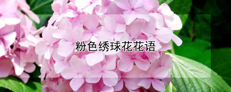 粉色繡球花花語