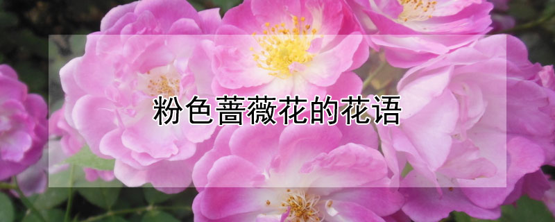 粉色薔薇花的花語