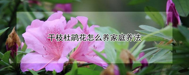 干枝杜鵑花怎么養(yǎng)家庭養(yǎng)法