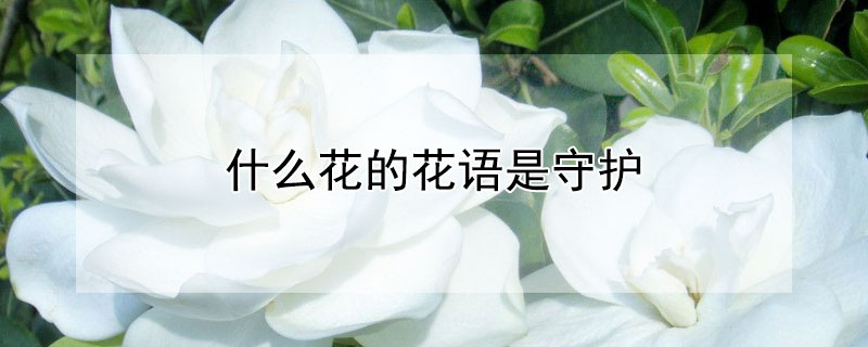 什么花的花語是守護