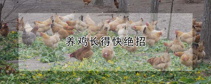 養(yǎng)雞長得快絕招