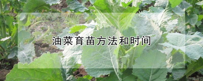 油菜育苗方法和時間