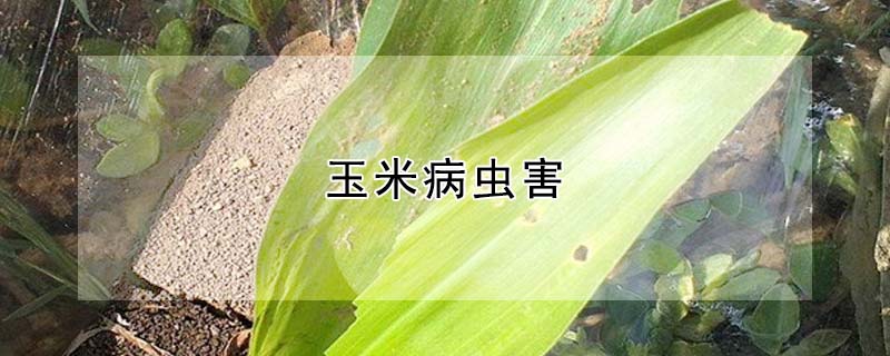 玉米病蟲(chóng)害