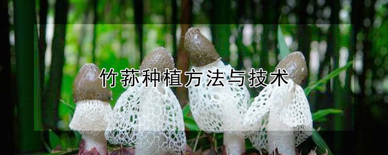 竹蓀種植方法與技術(shù)