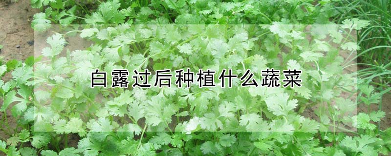 白露過后種植什么蔬菜