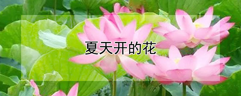 夏天開的花