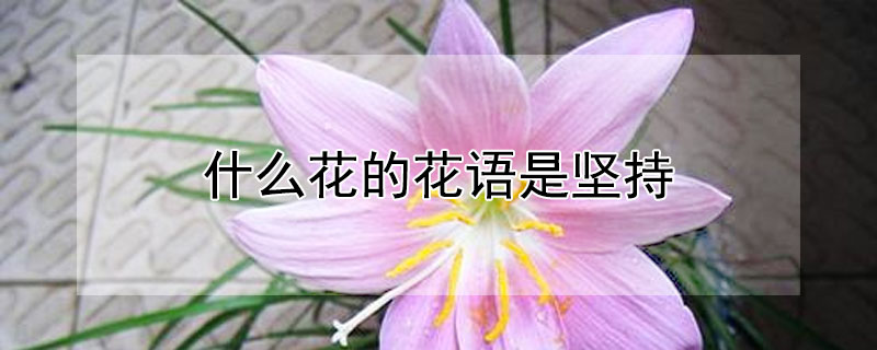 什么花的花語是堅持