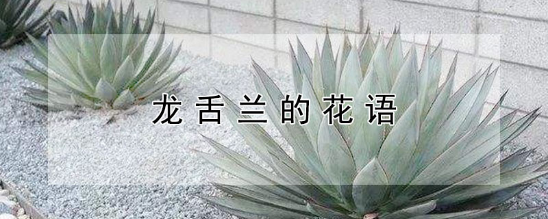 龍舌蘭的花語